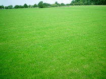 Cultivated Turf